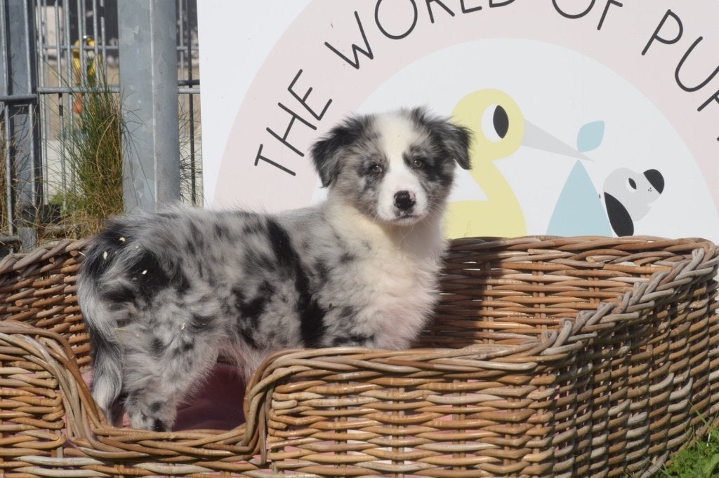 Australische herder pups nieuw nestje, Dieren en Toebehoren, België, 15 weken tot 1 jaar, CDV (hondenziekte), Meerdere
