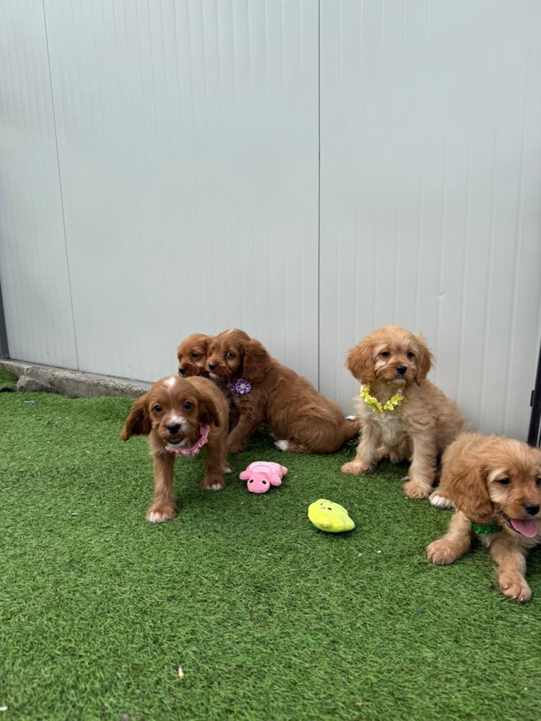 Prachtige cavapoo pups, Dieren en Toebehoren, Parvo, België, Overige rassen, 8 tot 15 weken