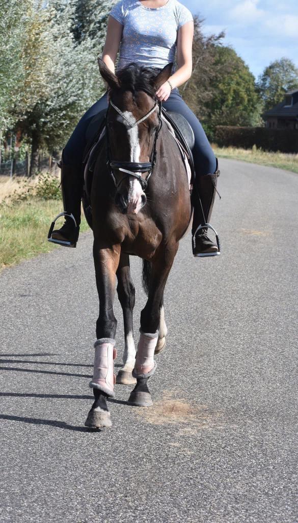 Eyecatcher: Superbrave 9 jarige rijpaardmerrie, Merrie, Met stamboom, L, 7 tot 10 jaar
