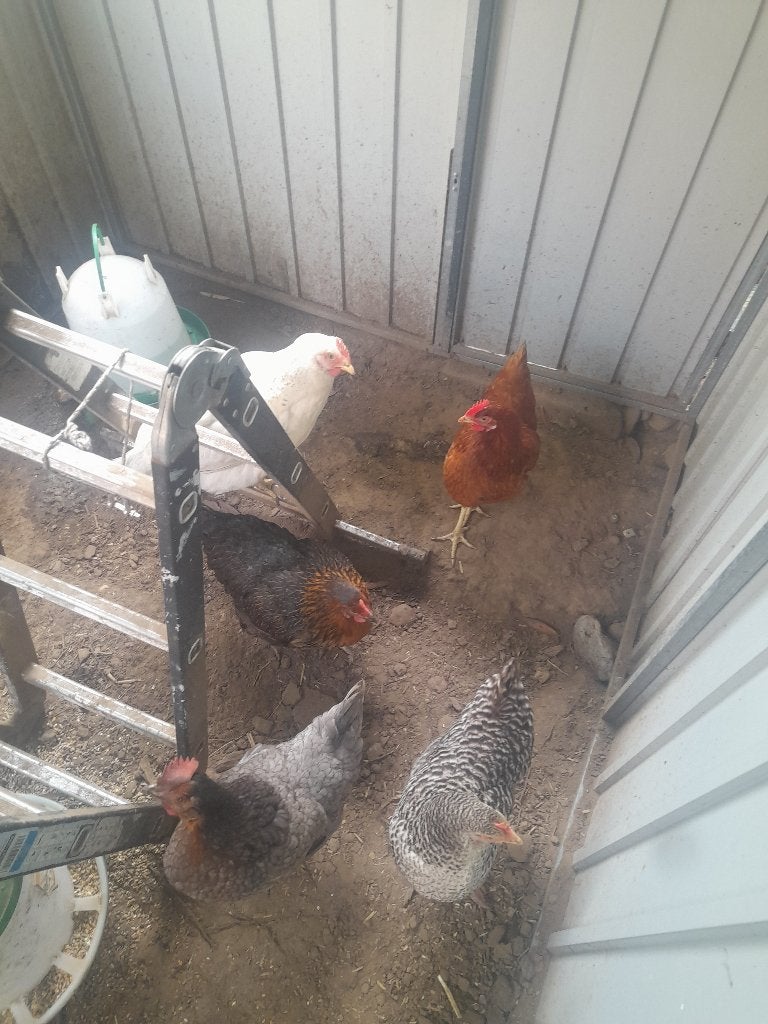 poules, Dieren en Toebehoren