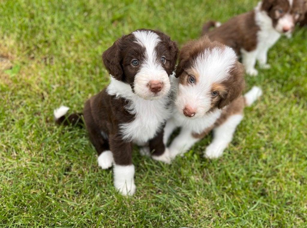 Prachtige medium doodle pups f1, Poedel, Parvo, België, 8 tot 15 weken