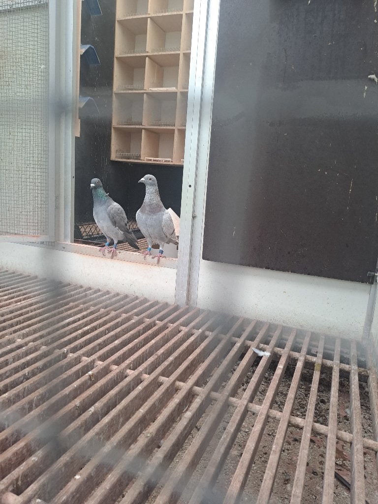 Kweekduiven te koop, Pigeon voyageur