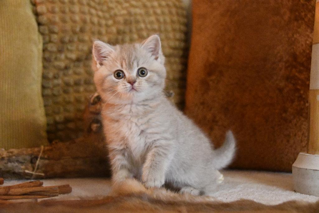 Brits Korthaar Kitten, Dieren en Toebehoren, Meerdere dieren, Met stamboom, 0 tot 2 jaar