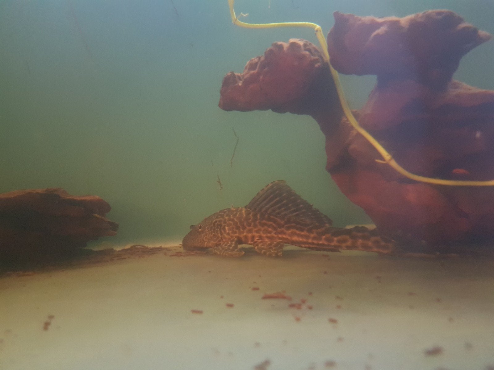 Pleco te koop
