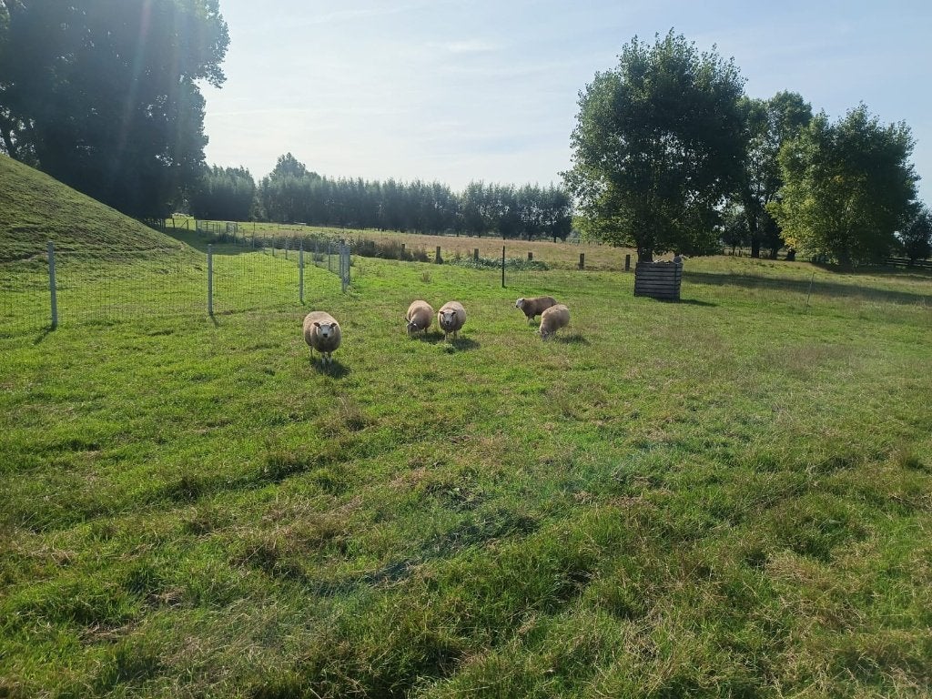 Schapen te koop, Dieren en Toebehoren, Meerdere dieren, Schaap, 0 tot 2 jaar