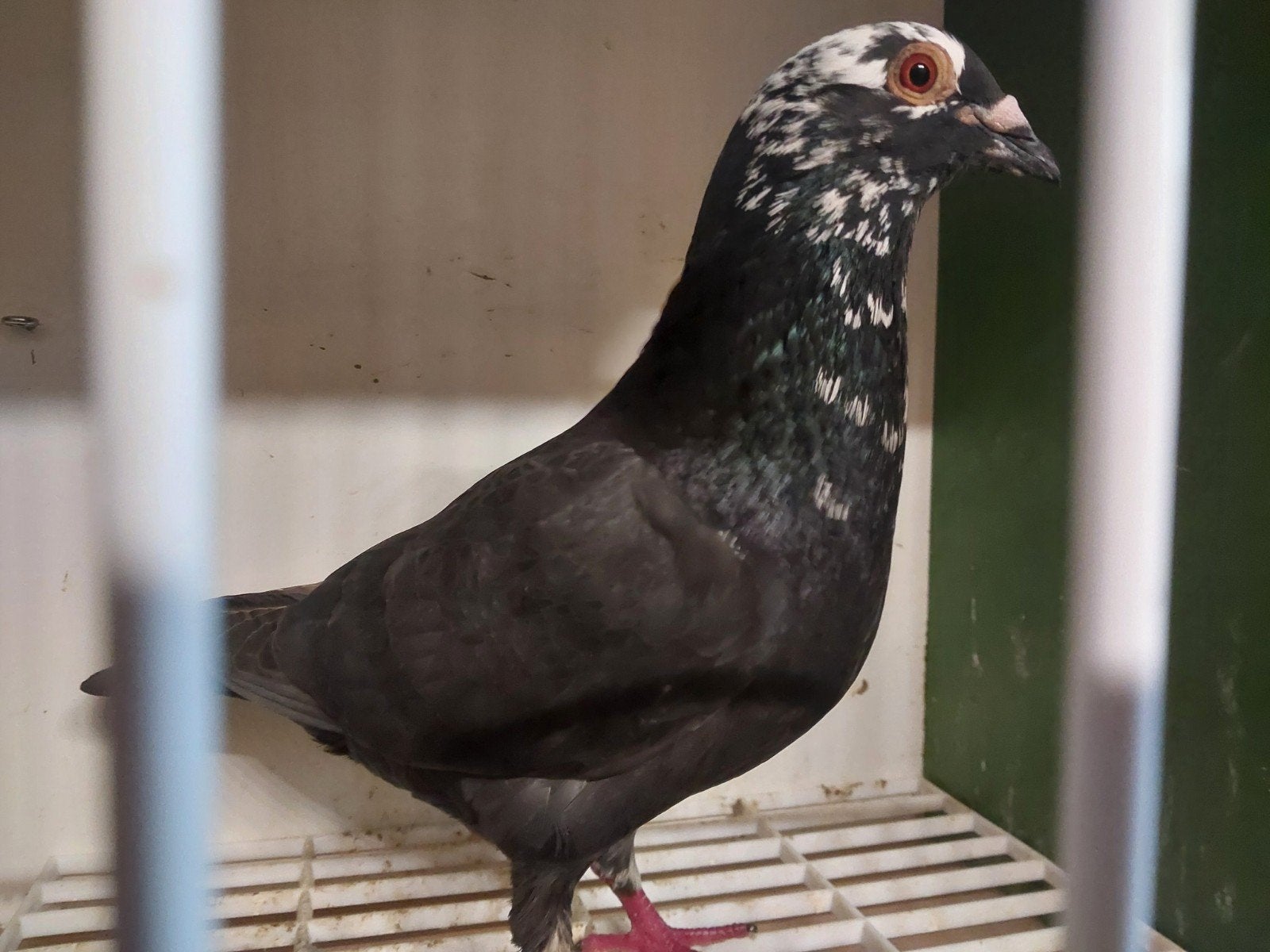 Postduif getijgerd doffer geringd en eigendomsbewijs., Animaux & Accessoires, Oiseaux | Pigeons, Pigeon voyageur