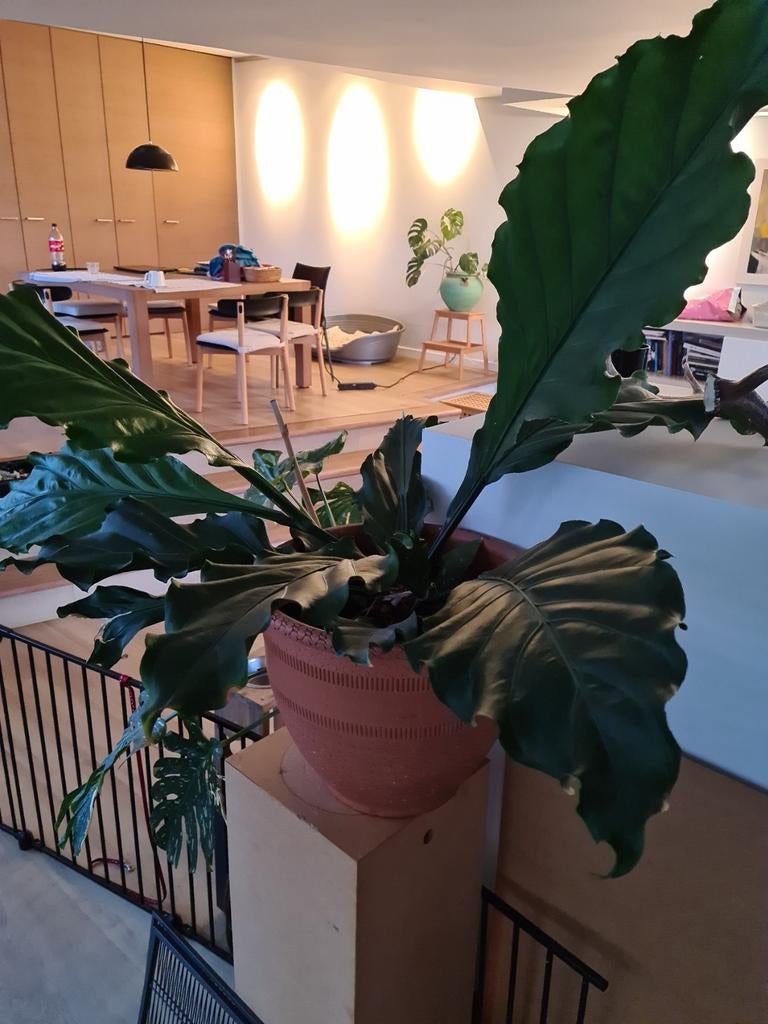 Kamerplant Anthurium Jungle King, Ophalen