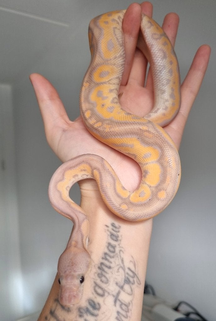 1.0 banana black pastel od (spotnose) clown, Animaux & Accessoires