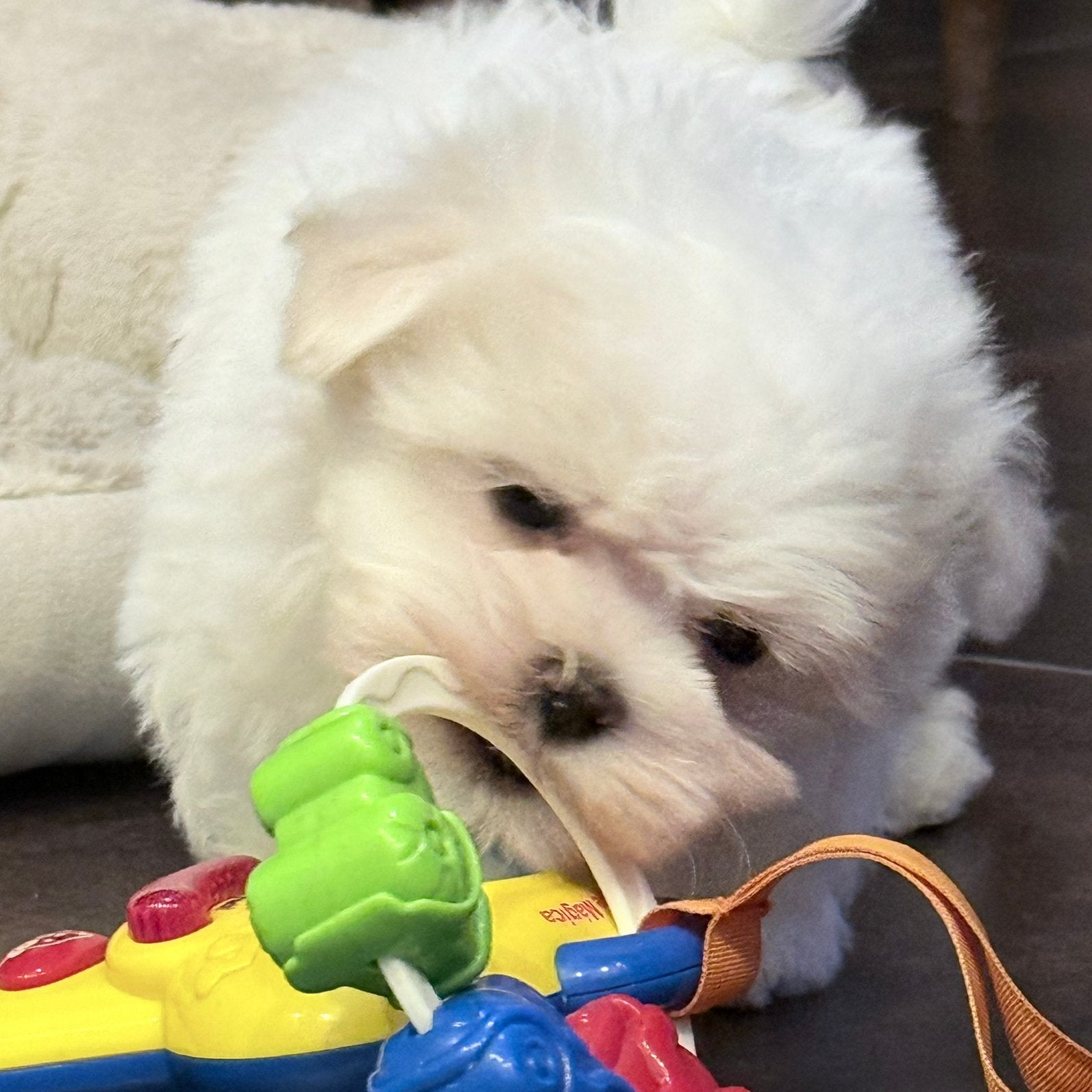 Maltezer mini pupjes, Dieren en Toebehoren, België, Maltezer, Reu, CDV (hondenziekte)