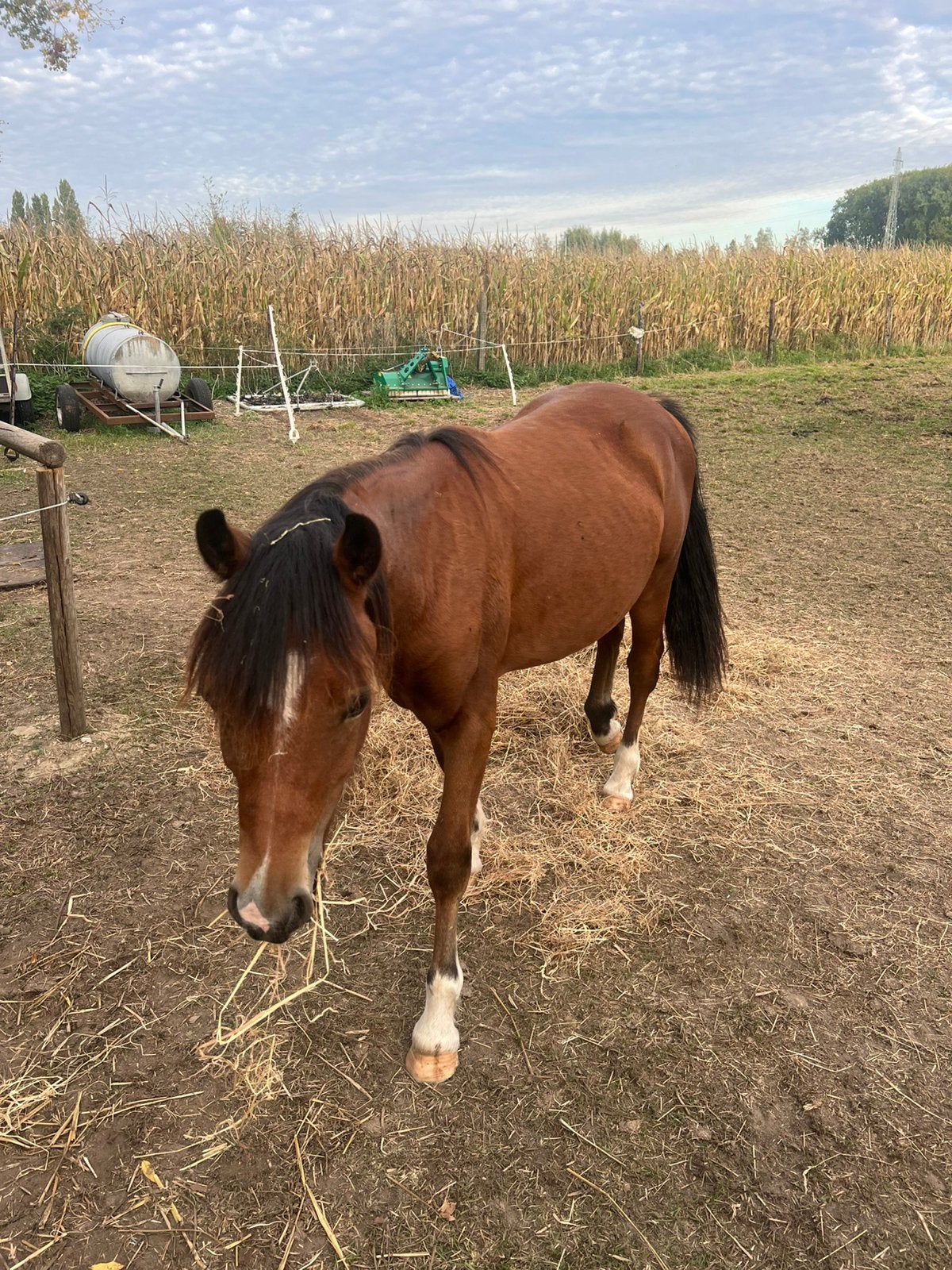 Welsh pony c, Dieren en Toebehoren, Hengst