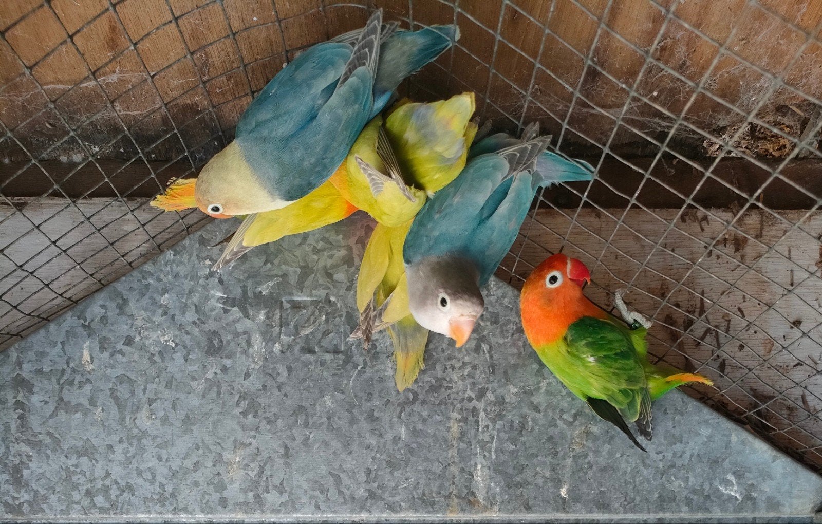 fischeri's, Dieren en Toebehoren, Geslacht onbekend, Dwergpapegaai of Agapornis, Geringd