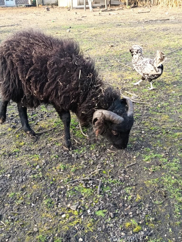 Jeune belier / agneau, Mâle, Mouton, 0 à 2 ans