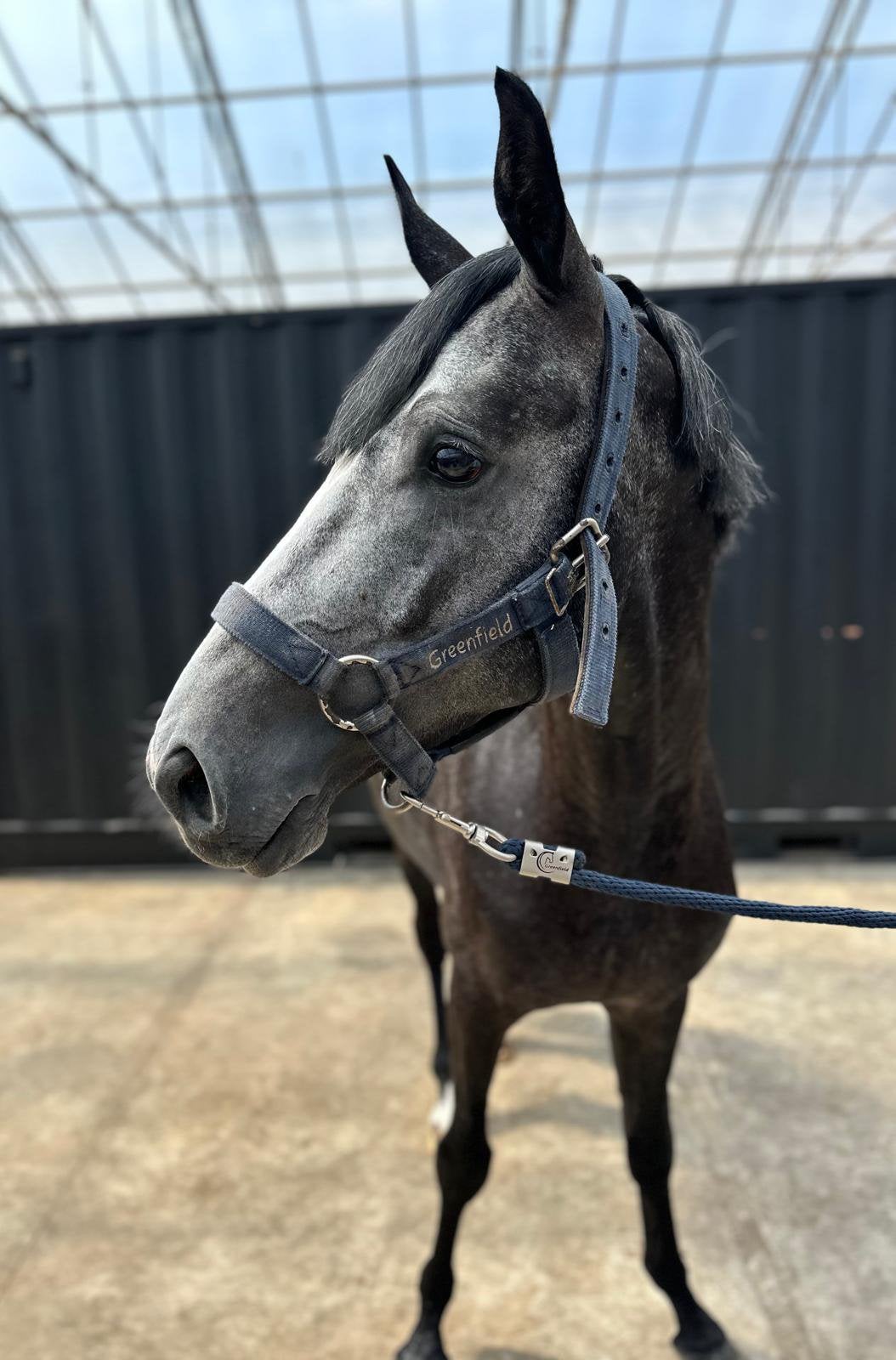 Prachtige 4 jarige spring hengst, Dieren en Toebehoren, Paarden, Springpaard, Minder dan 160 cm, Met stamboom, 3 tot 6 jaar