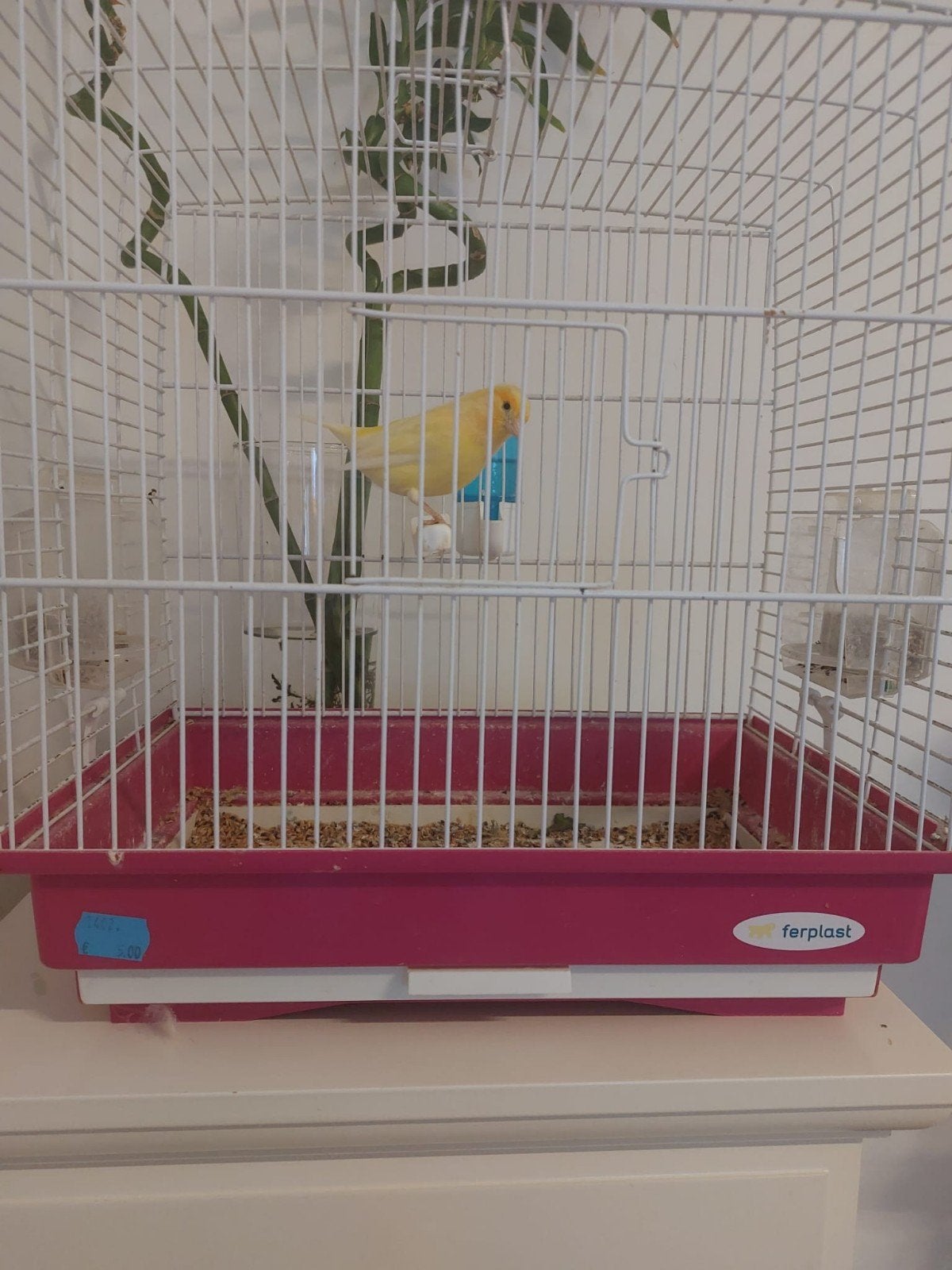Kanarie Canari كناري, Ophalen