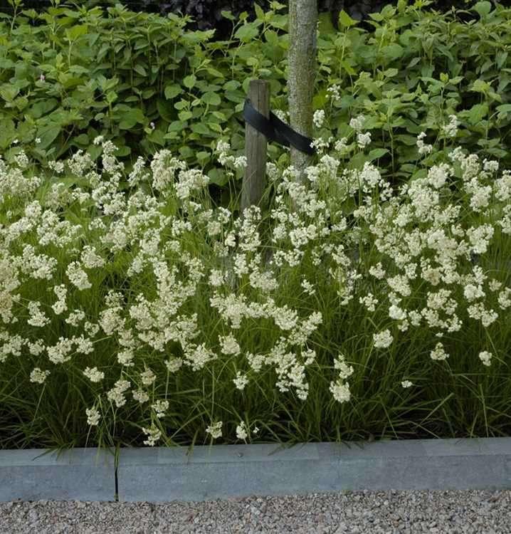 Luzula nivea of Sneeuwwitte veldbies, Tuin en Terras, Planten | Tuinplanten, Ophalen, Vaste plant, Siergrassen, Halfschaduw