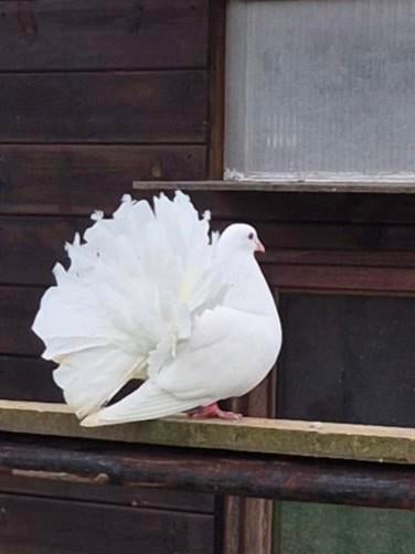 Te koop jonge witte pauwstaartjes, Dieren en Toebehoren, Vogels | Duiven