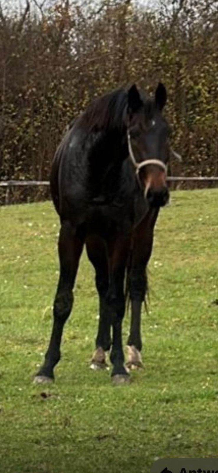 3 jarige ruin, Met stamboom, Ruin, Dressuurpaard, Onbeleerd