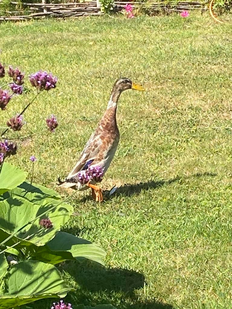 Broedeieren loopeend, Geslacht onbekend, Eend