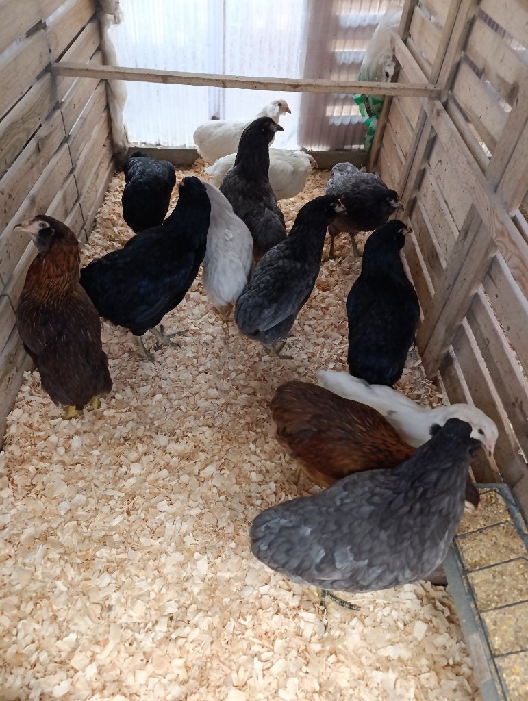araucanes à queue boulonnée action 4+1 gratuite 0499/082381, Femelle, Poule ou poulet
