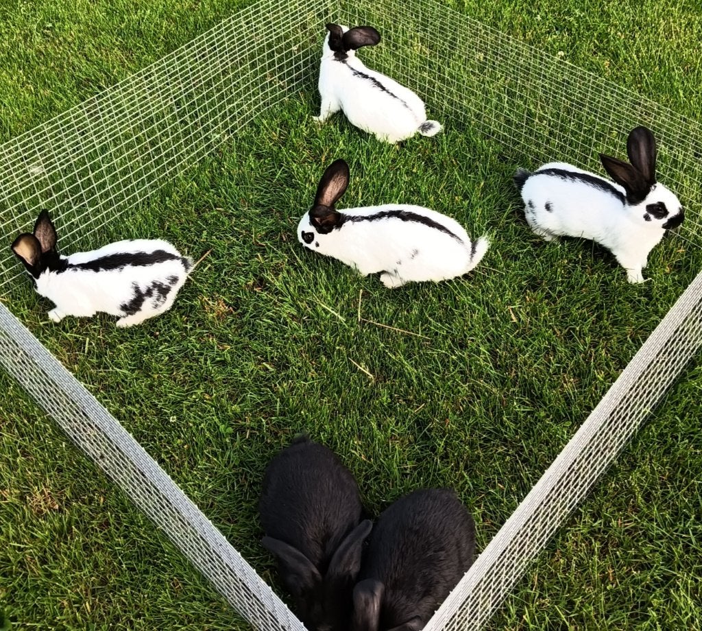 Nest konijnen Lotharinger reuze vlinder., Dieren en Toebehoren, Konijnen