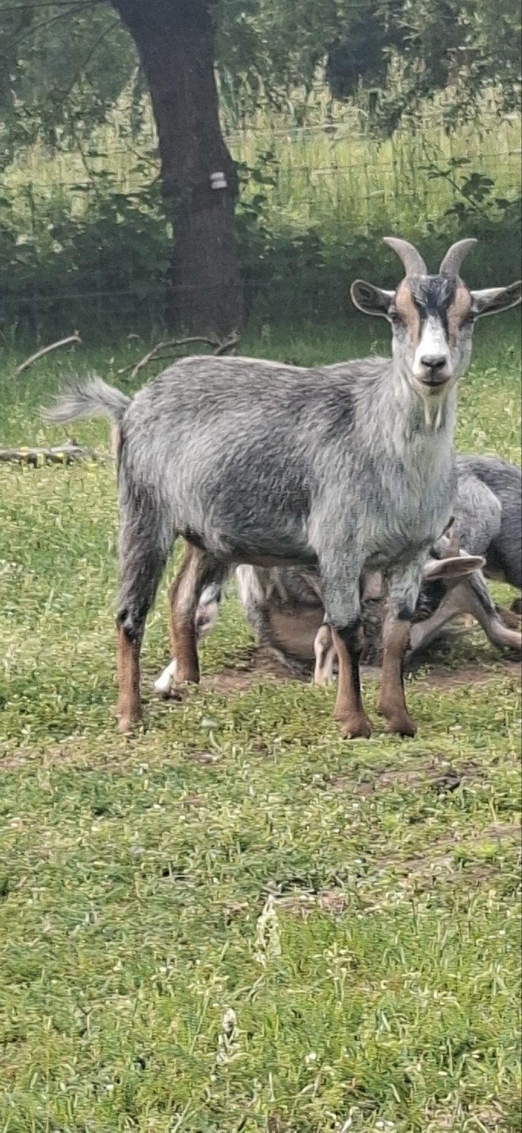 Mieke blaue schimmel met tan tekening, Dieren en Toebehoren