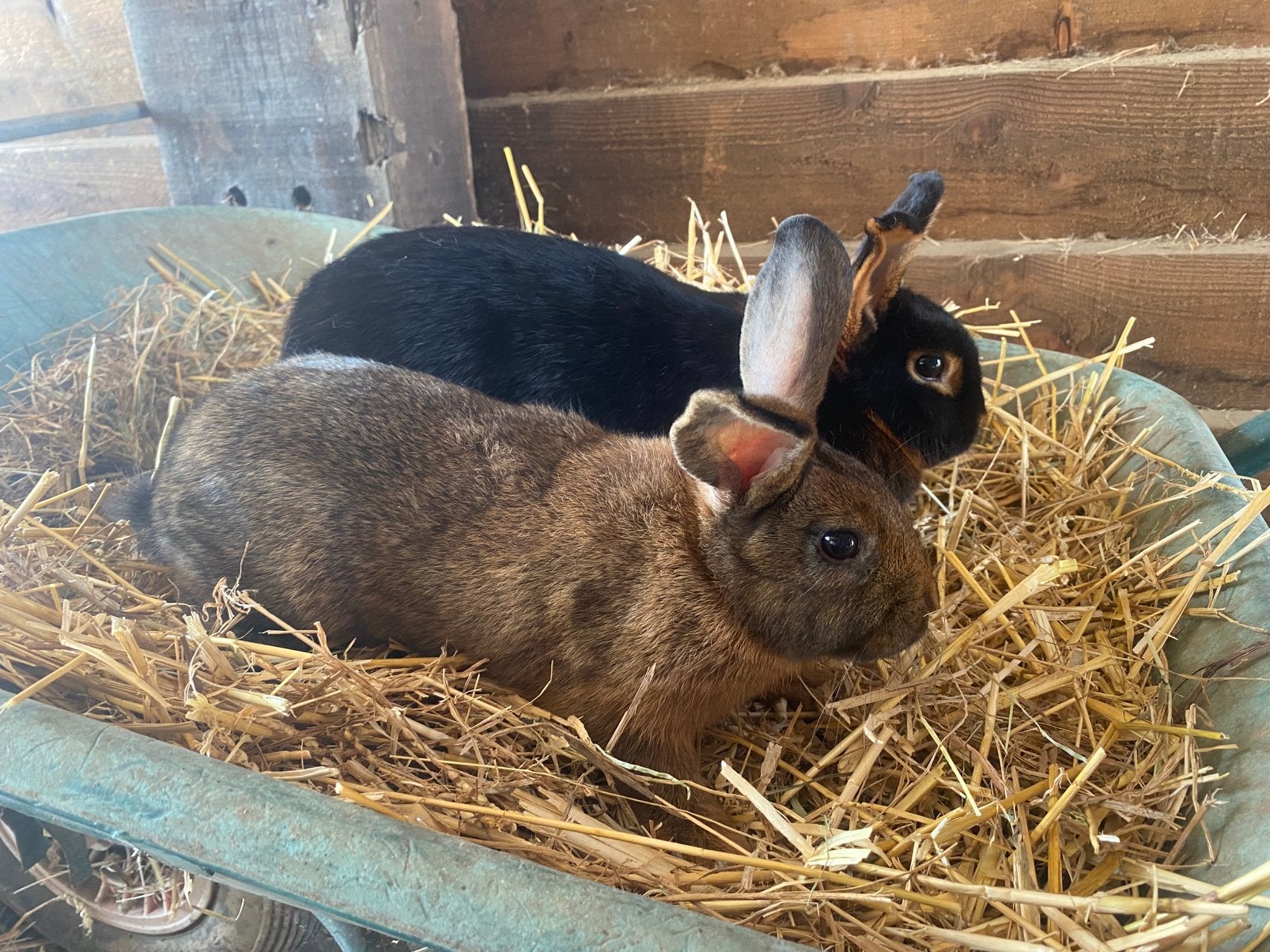 Twee Dwergkonijntjes, Dieren en Toebehoren, Konijnen, Dwerg