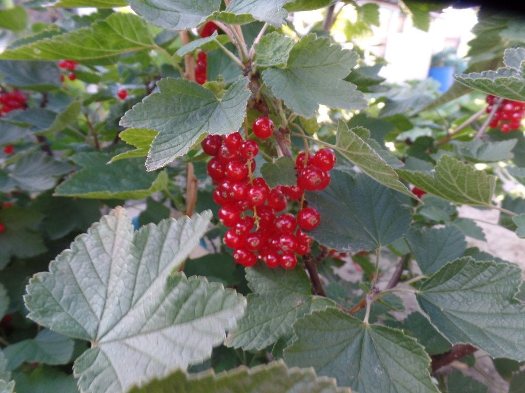 Rode bessen    3 Kg voor 10 euro., Tuin en Terras, Ophalen