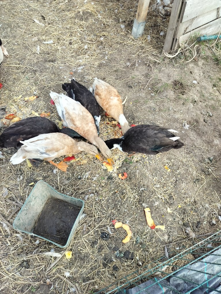 9 eenden/loopeenden, Plusieurs animaux, Canard