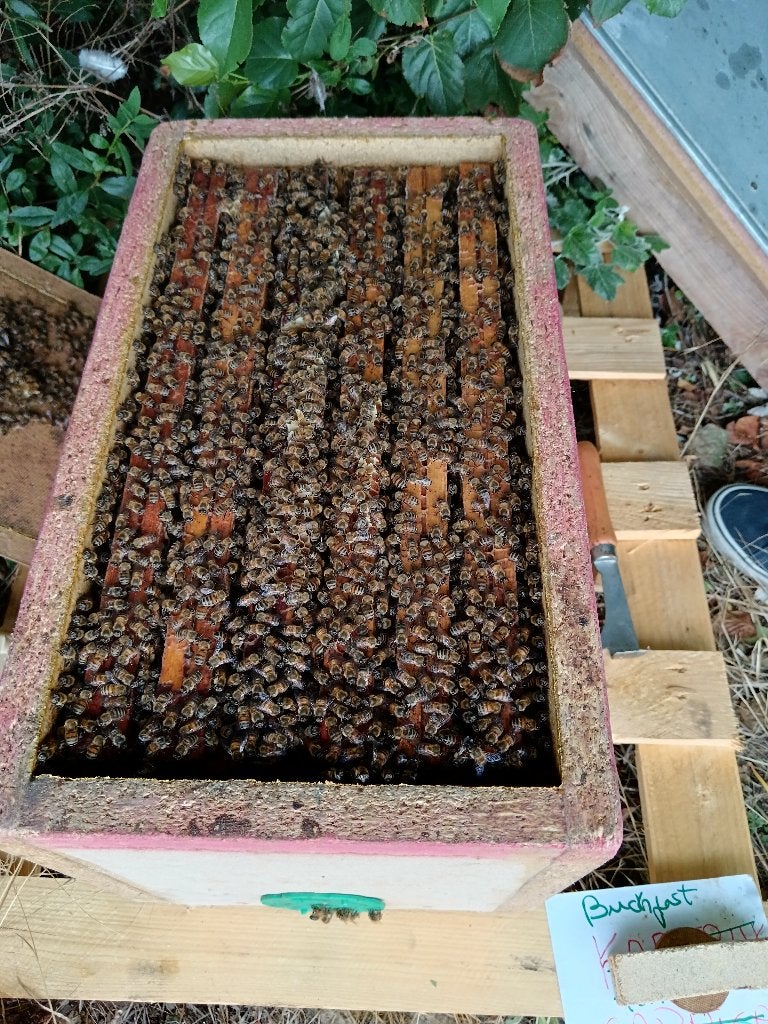 Colonie d'abeilles extrêmement puissante sur 6 fenêtres, Animaux & Accessoires, Insectes & Araignées, Abeilles