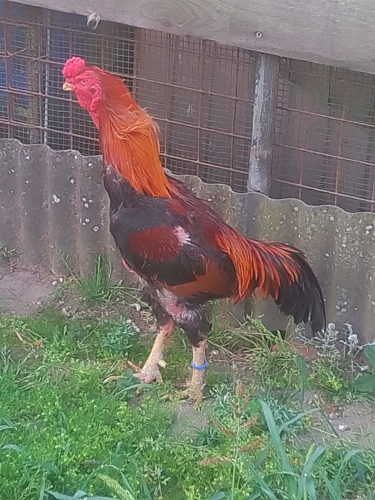 o shamo.hanen, Dieren en Toebehoren
