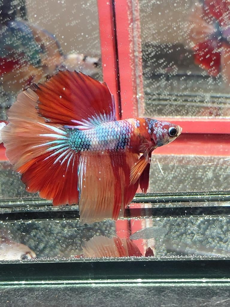 Betta man halfmoon, Animaux & Accessoires, Poissons | Poissons d'aquarium