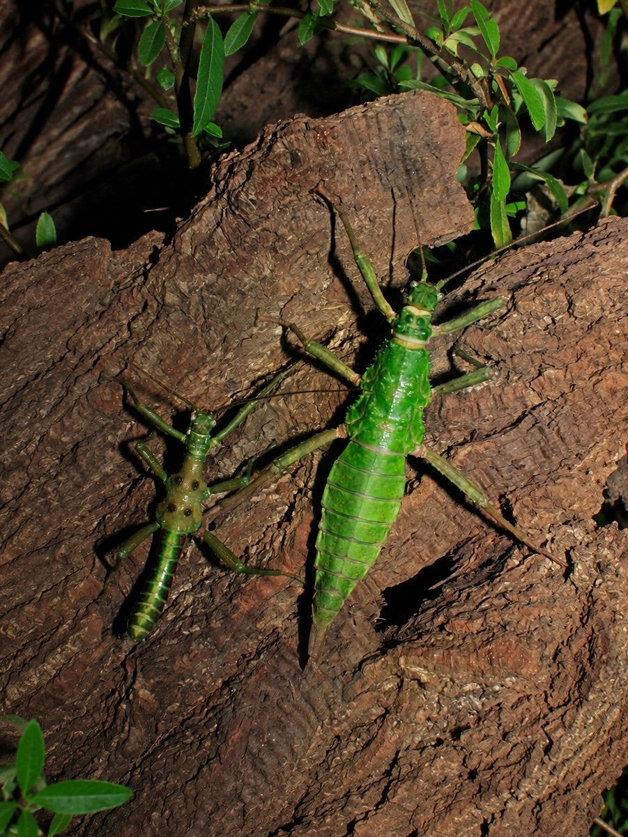 Edelsteen groene wandelende takken - zeldzame soort
