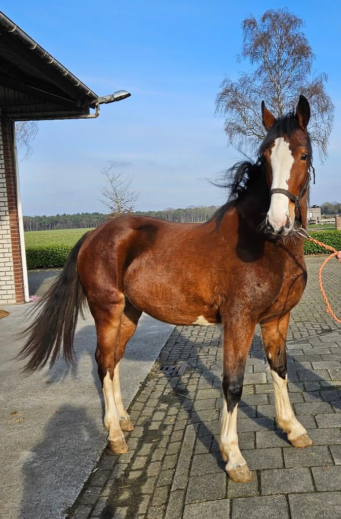 Paard, Dieren en Toebehoren, Paarden, Merrie, Met stamboom, 0 tot 2 jaar, Tuigpaard