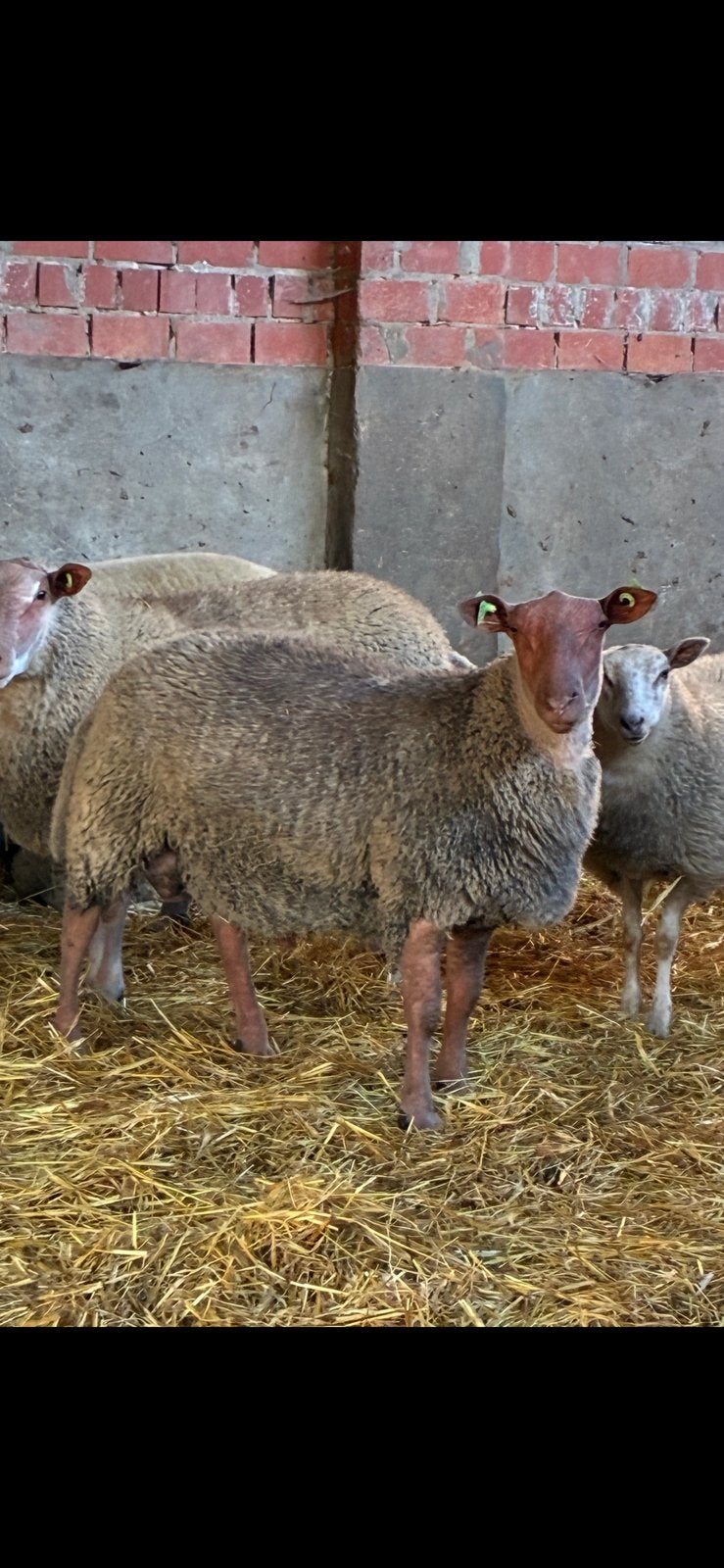 Rouge de l’oust ram, Dieren en Toebehoren