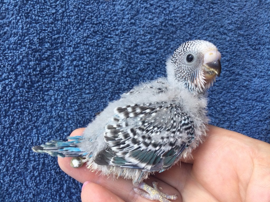 Baby parkieten, Sexe inconnu, Perruche