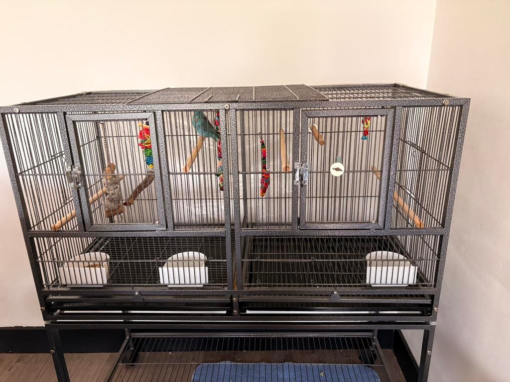 Prachtig koppel Forpus papegaaien inclusief grote kooi, Dieren en Toebehoren, Vogels | Hokken en Kooien, Zo goed als nieuw, Ophalen