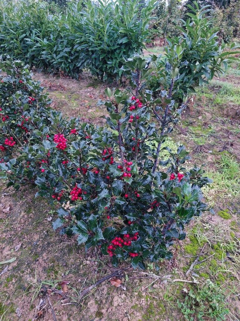 Hulst/ haagplant, Tuin en Terras, Ophalen, Hulst, Haag, Minder dan 100 cm
