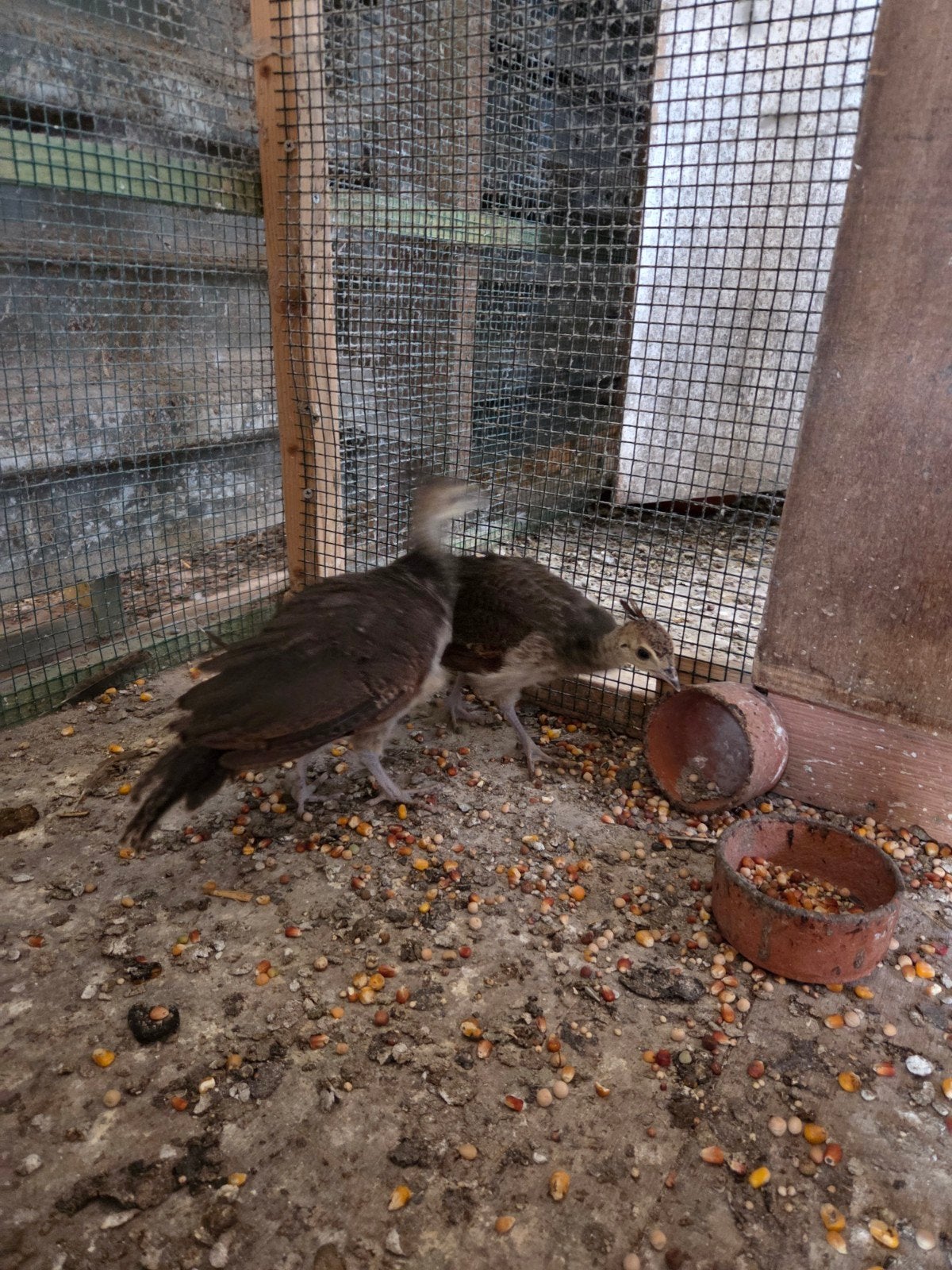 2 blauwe pauw kuikens 2 maand oud, Dieren en Toebehoren, Pluimvee