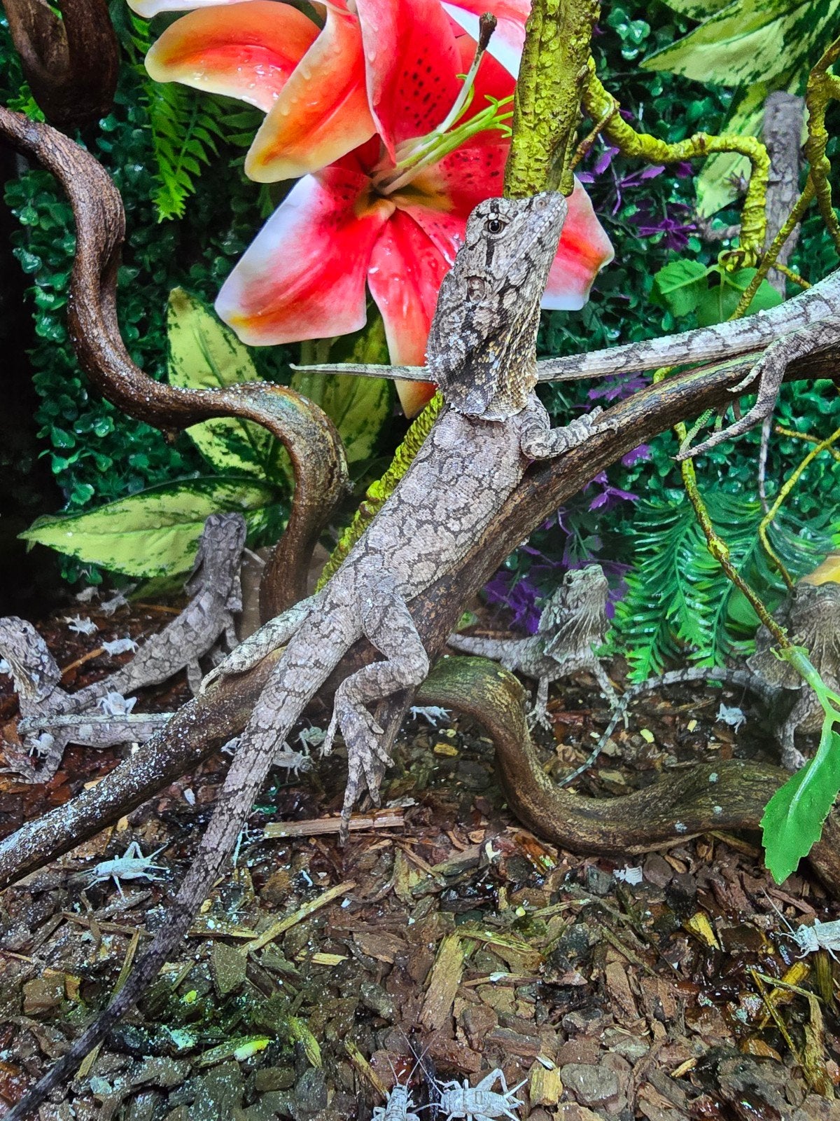 Prachtige Australische kraaghagedissen (Chlamydosaurus kingi, Animaux & Accessoires, Amphibien