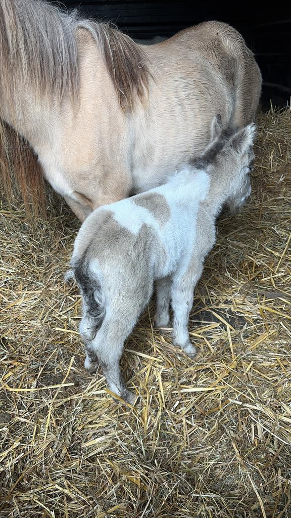 Shetlander veulen hengstje, Dieren en Toebehoren, Pony's, Hengst, Gechipt, 0 tot 2 jaar