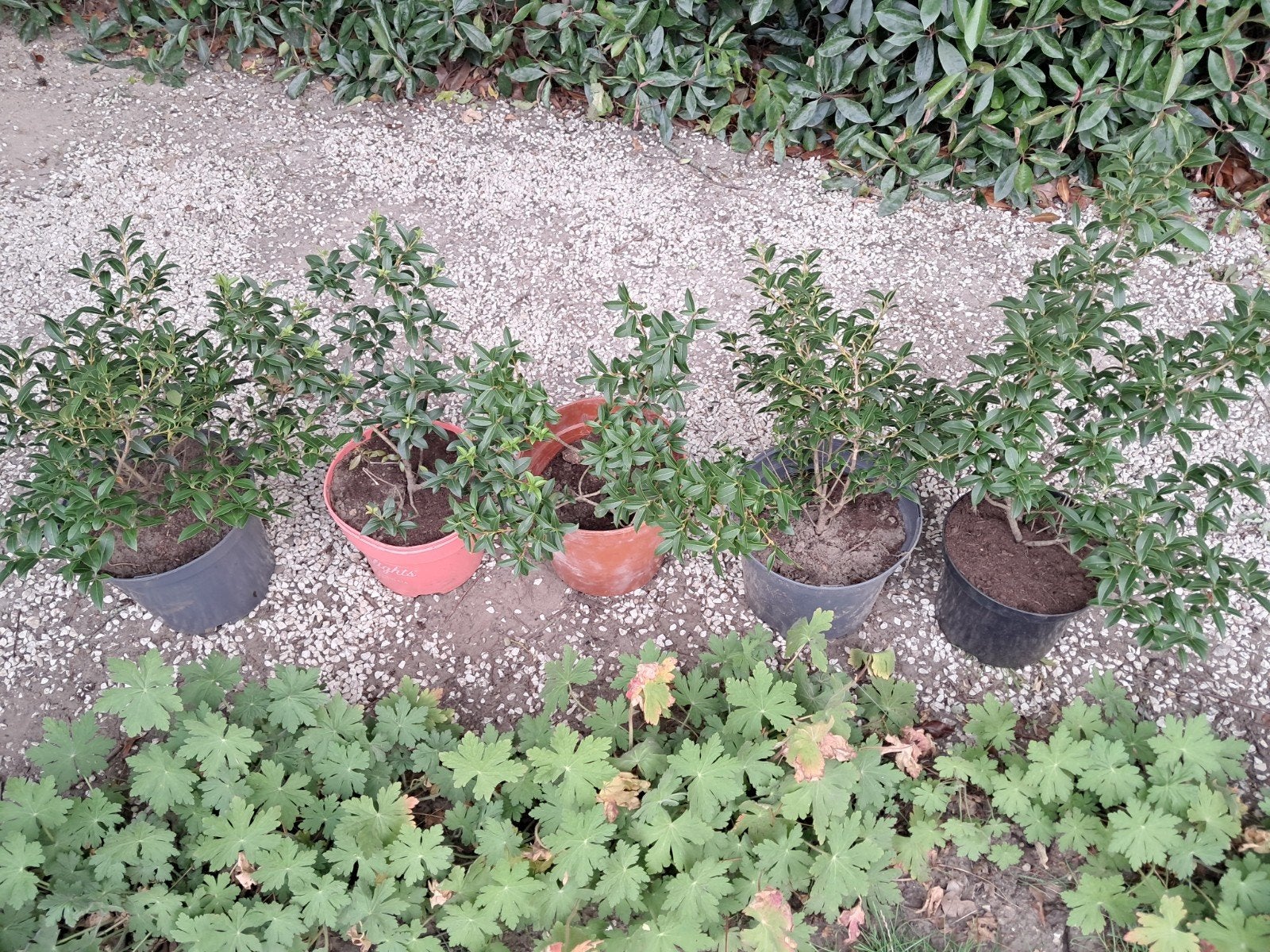 Osmanthus env. 60 cm, Enlèvement