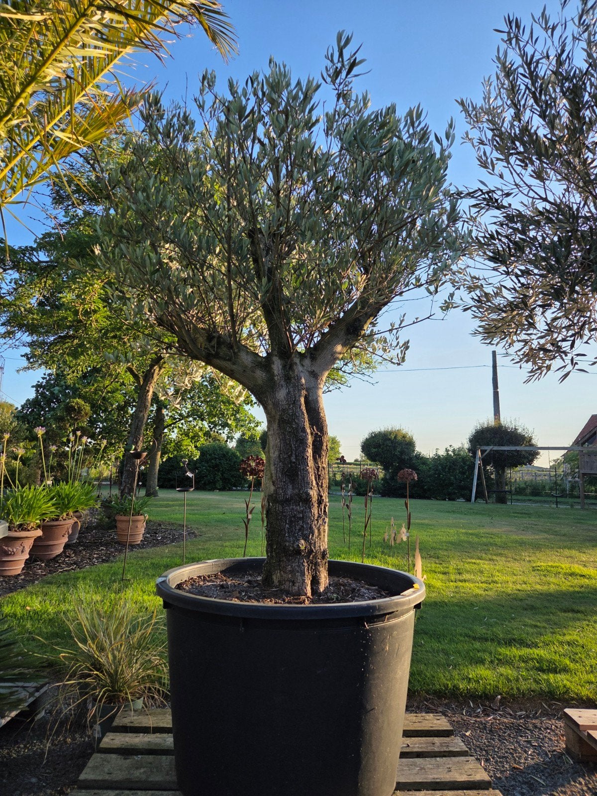Olijfboom Olea Europaea, Jardin & Terrasse, Plantes | Arbres, Olivier, Enlèvement