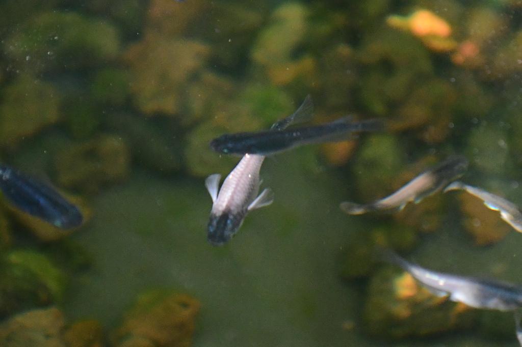 Medaka - rijst vissen, Animaux & Accessoires, Poissons | Poissons d'aquarium, Poisson, Poisson d'eau douce, Banc de poissons