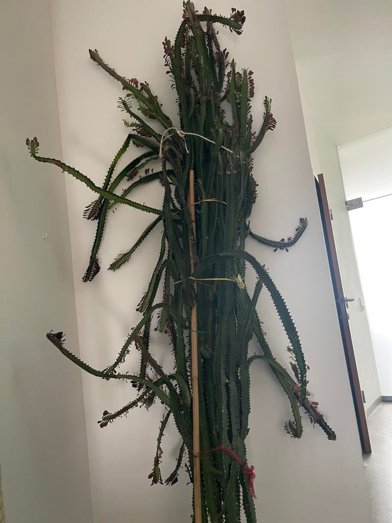 GRATIS Grote Cactus plant, Ophalen, Cactus