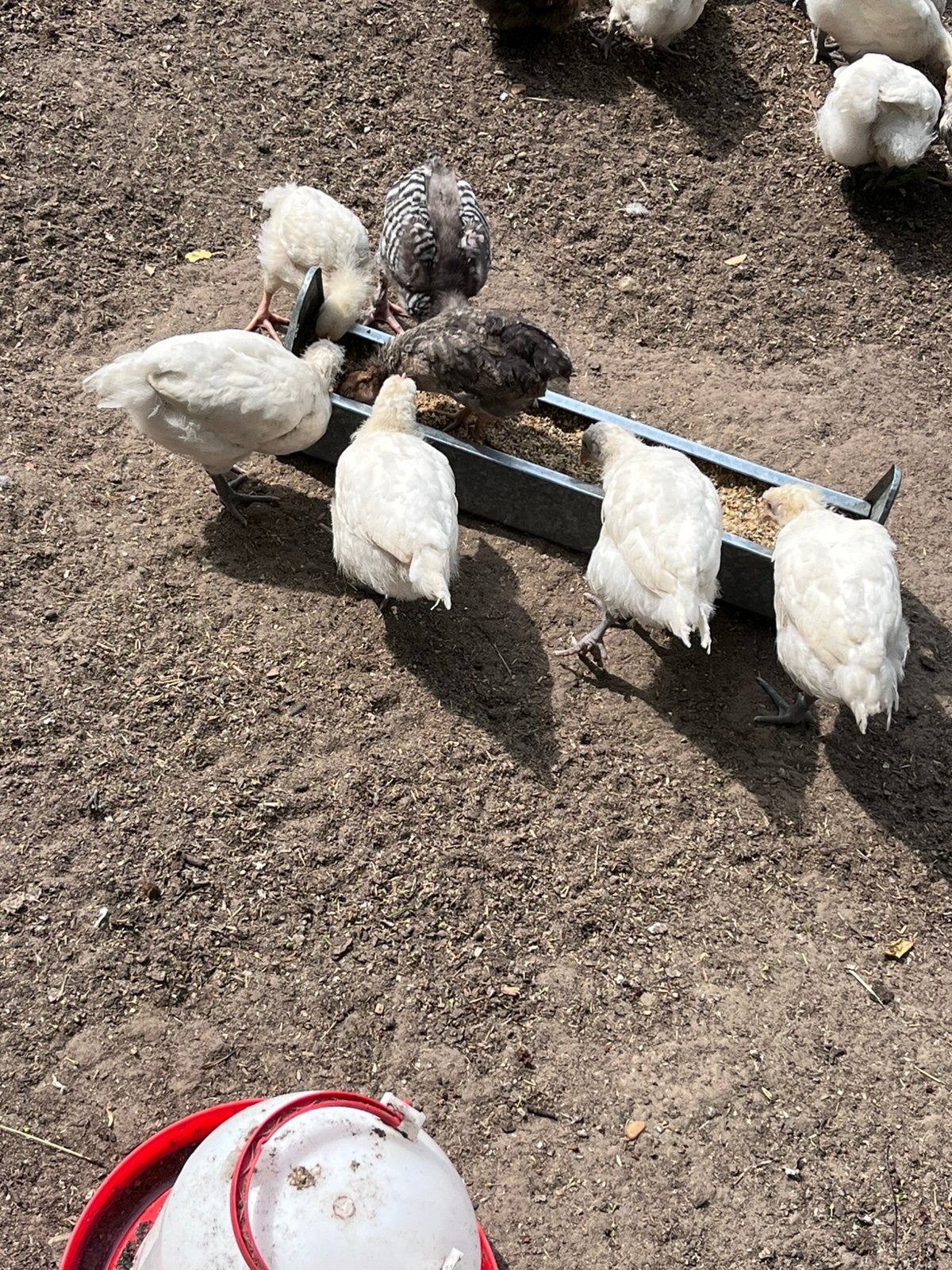 Kuikens van 5 weken, Dieren en Toebehoren