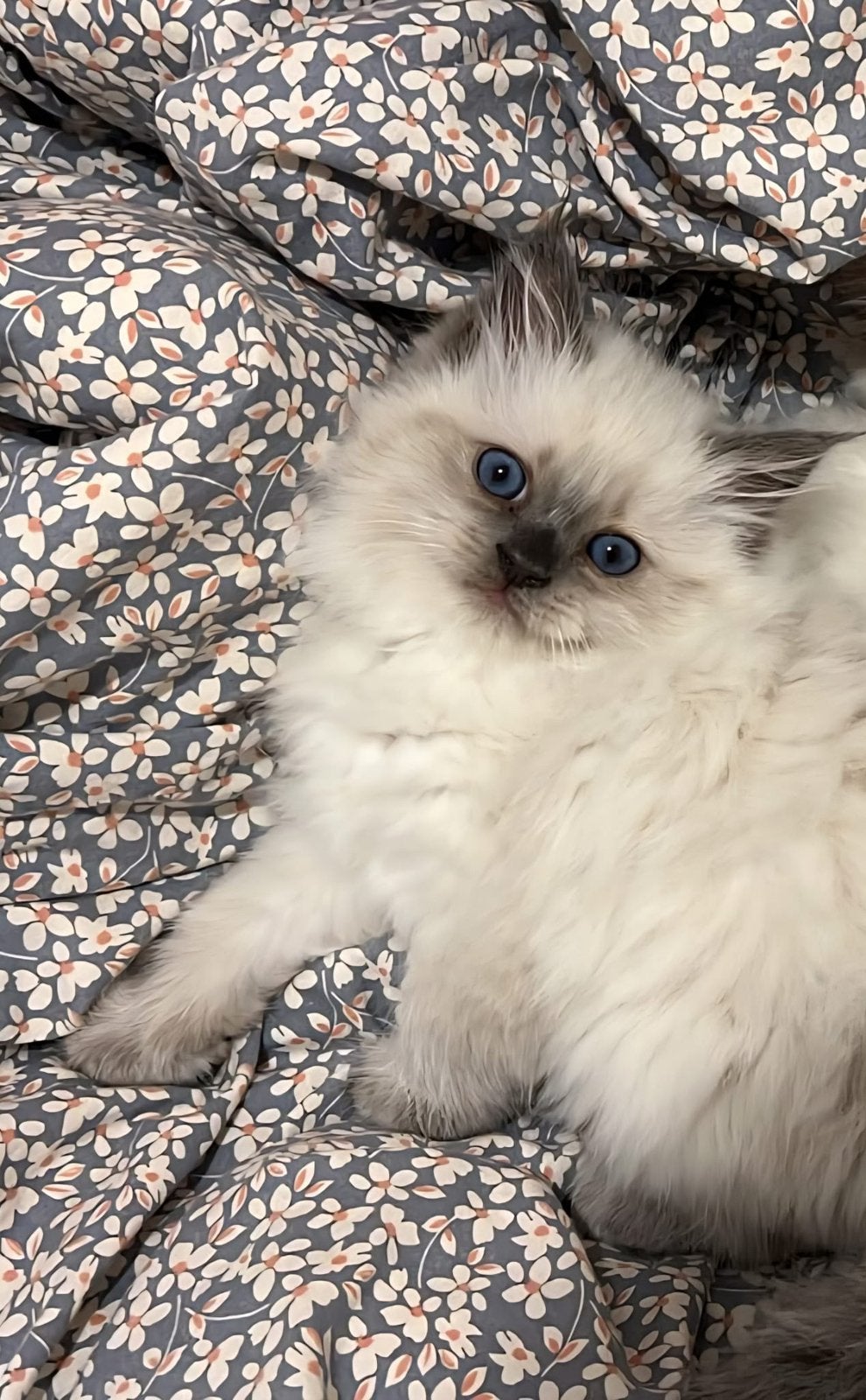 Ragdoll vrouwtjeskittens beschikbaar, Kater, Gechipt, 0 tot 2 jaar