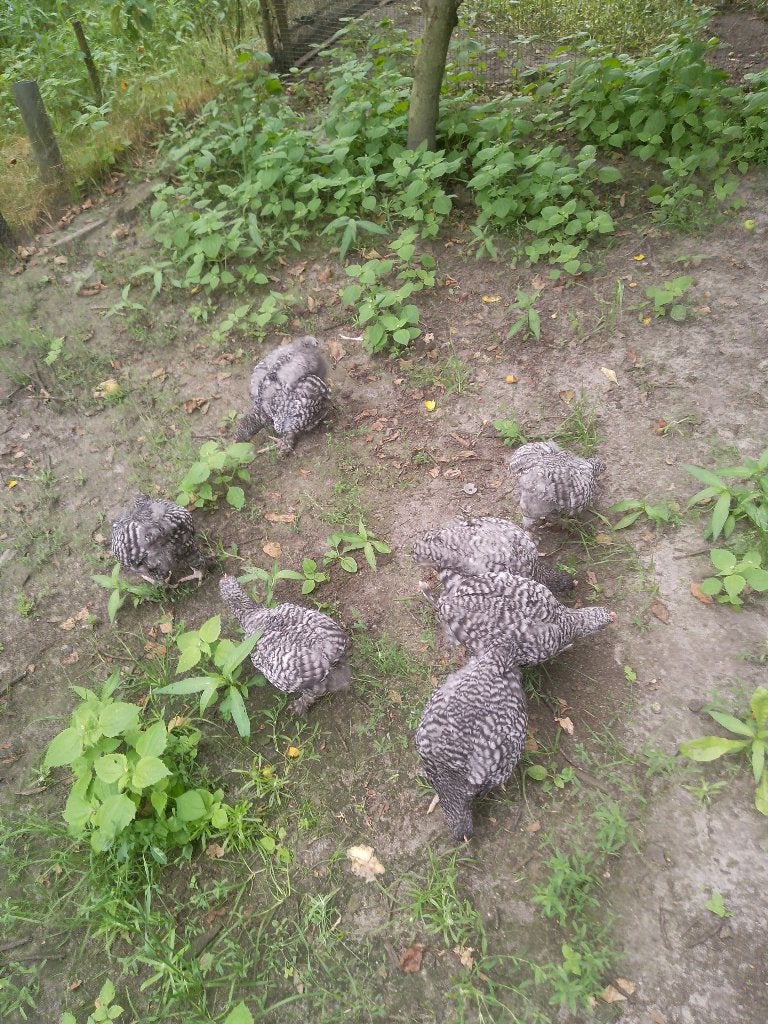 Mechelse Koekoek, Plusieurs animaux, Poule ou poulet