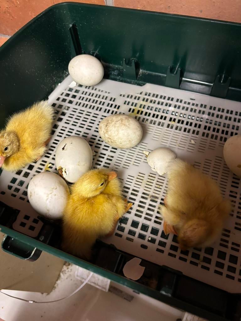 Loopeendenkuikens wildkleur en wit, Dieren en Toebehoren