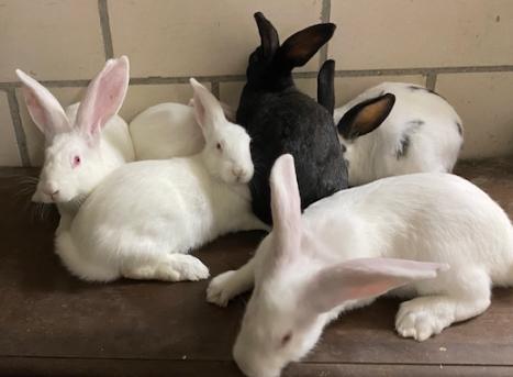 kweek en vleeskonijnen, Plusieurs animaux, Grand, 0 à 2 ans