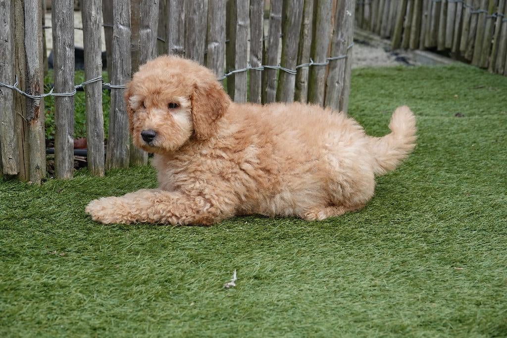 Beaux chiots Labradoodle de taille moyenne avec pedigree, Animaux & Accessoires, 15 semaines à 1 an, Autres races, Éleveur | Professionnel